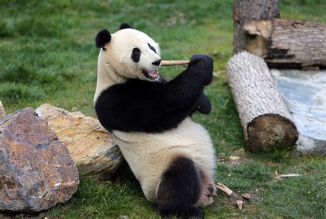 Wild Giant Panda Betsson