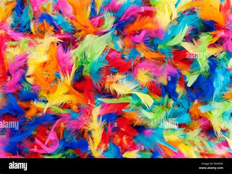 Wild Rainbow Feathers Brabet