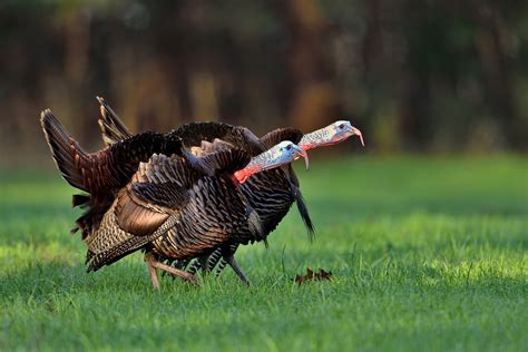 Wild Turkey Betway