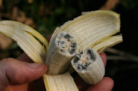 Wild Wild Bananas Netbet
