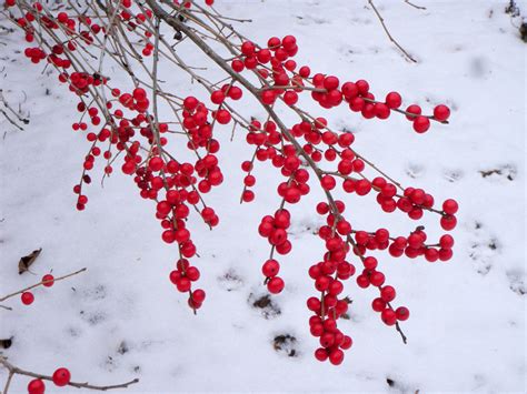 Winter Berries Betano