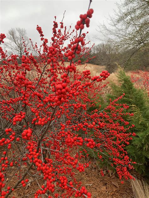 Winter Berries Bodog