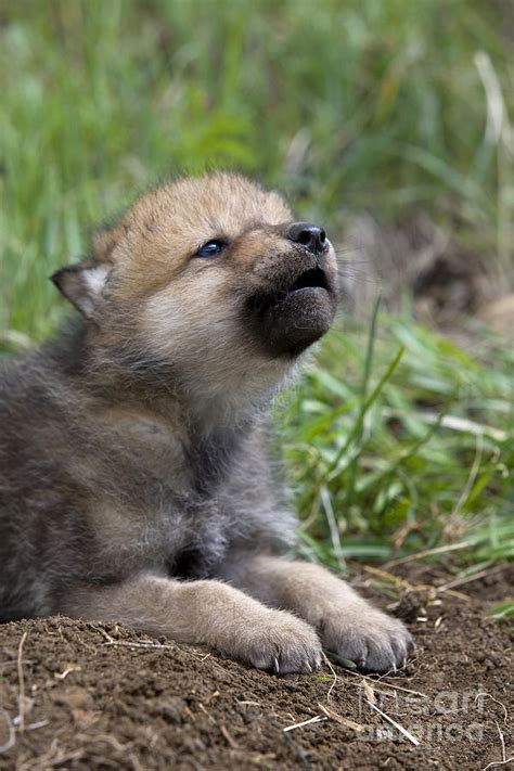 Wolf Cub Bodog